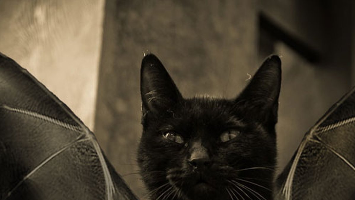 Batcat spanar ut över Gotham City.